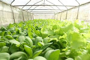 ปลูกผักไร้สาร