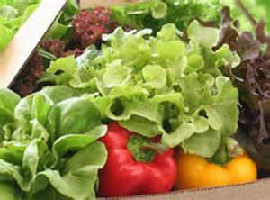 ผักปลอดสารพิษ